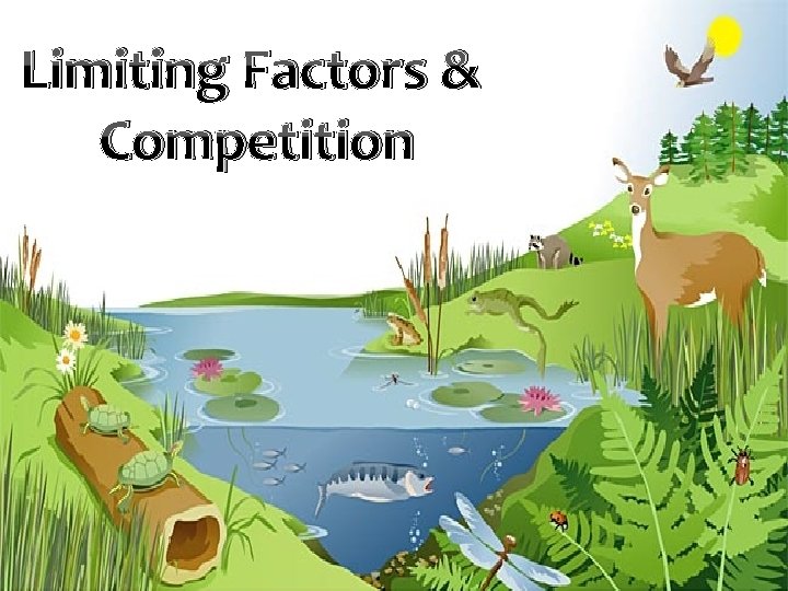 Limiting Factors & Competition 