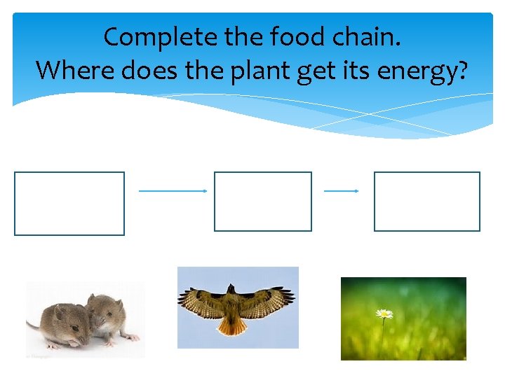 Complete the food chain. Where does the plant get its energy? 