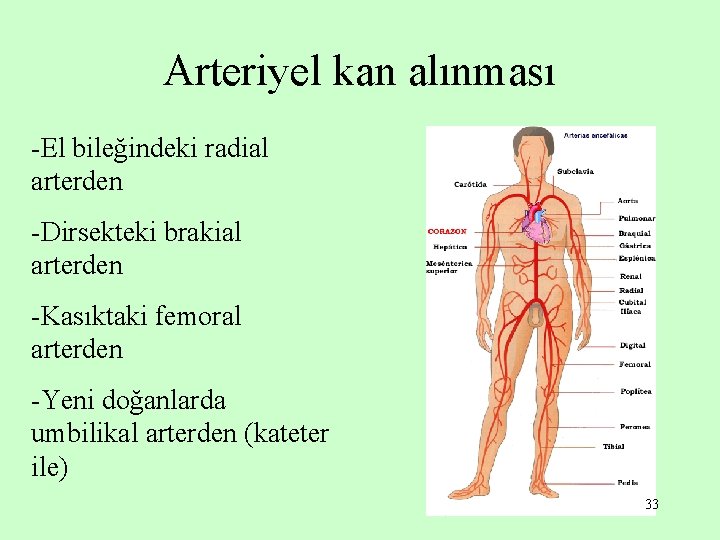 Arteriyel kan alınması -El bileğindeki radial arterden -Dirsekteki brakial arterden -Kasıktaki femoral arterden -Yeni