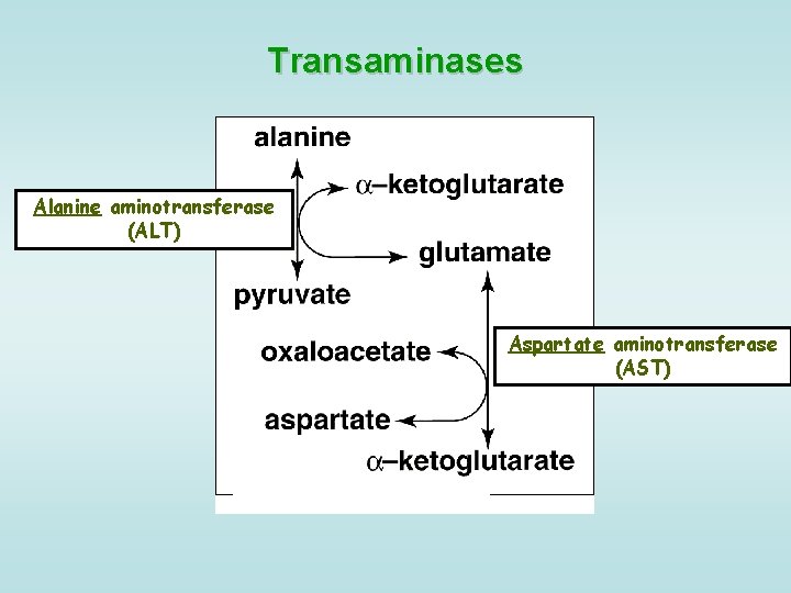 Transaminases Alanine aminotransferase (ALT) Aspartate aminotransferase (AST) 