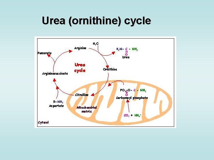 Urea (ornithine) cycle 