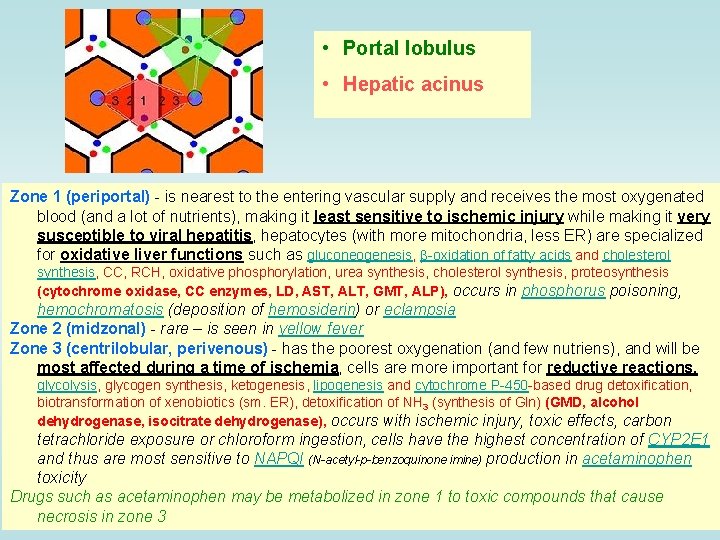  • Portal lobulus • Hepatic acinus Zone 1 (periportal) - is nearest to