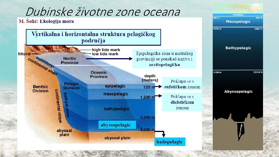 Dubinske životne zone oceana Dubinske životne zone oceana