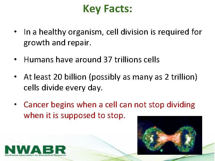 Key Facts: • In a healthy organism, cell division is required for growth and