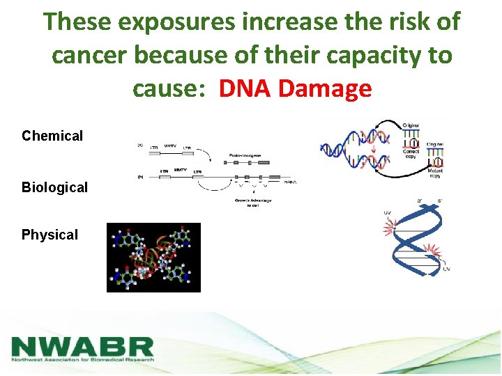 These exposures increase the risk of cancer because of their capacity to cause: DNA