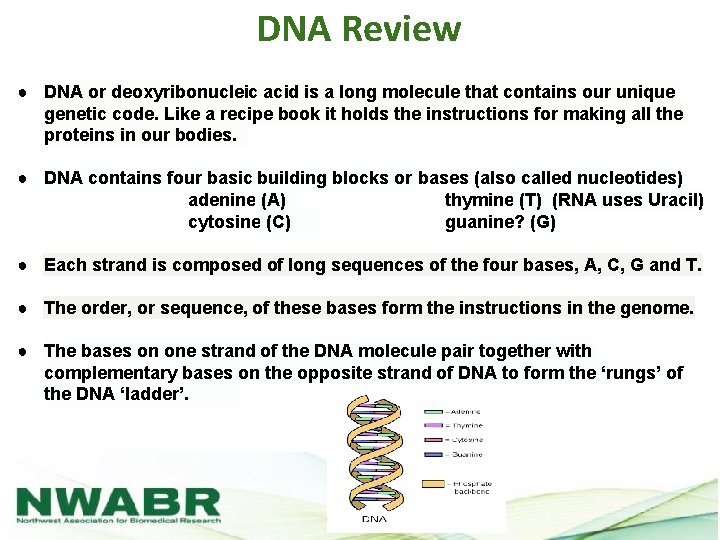 DNA Review ● DNA or deoxyribonucleic acid is a long molecule that contains our