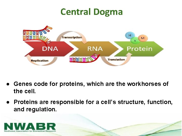 Central Dogma ● Genes code for proteins, which are the workhorses of the cell.