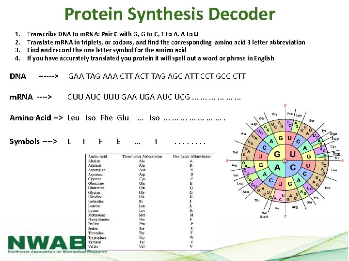 Protein Synthesis Decoder 1. 2. 3. 4. DNA Transcribe DNA to m. RNA: Pair