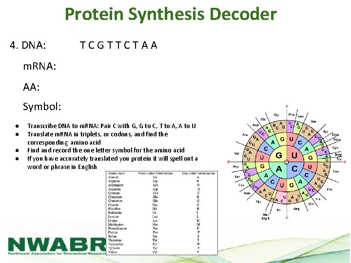 Protein Synthesis Decoder 4. DNA: TCGTTCTAA m. RNA: AA: Symbol: ● ● Transcribe DNA
