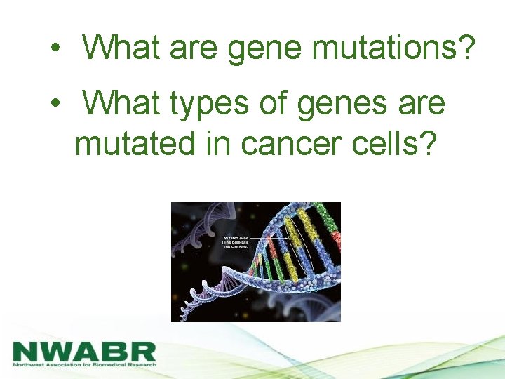  • What are gene mutations? • What types of genes are mutated in