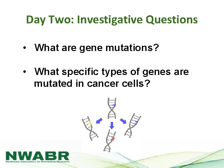 Day Two: Investigative Questions • What are gene mutations? • What specific types of