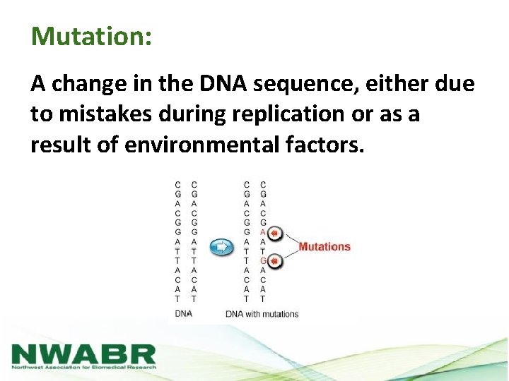Mutation: A change in the DNA sequence, either due to mistakes during replication or
