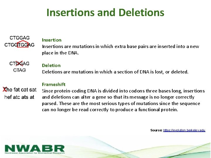 Insertions and Deletions Insertions are mutations in which extra base pairs are inserted into