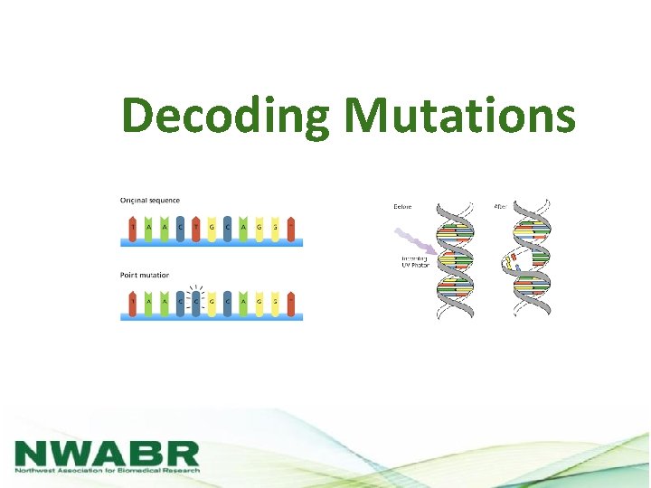 Decoding Mutations 