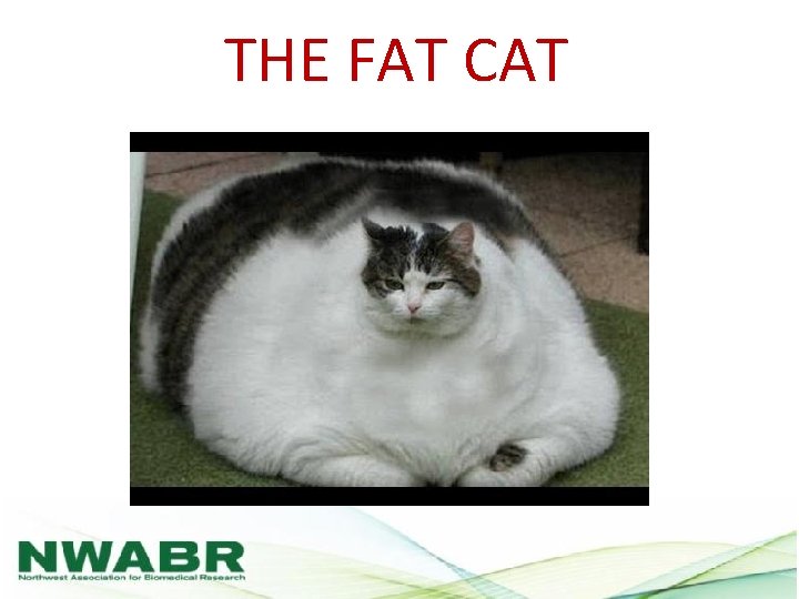 THE FAT CAT 