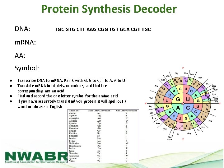 Protein Synthesis Decoder DNA: TGC GTG CTT AAG CGG TGT GCA CGT TGC m.