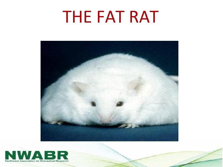 THE FAT RAT 