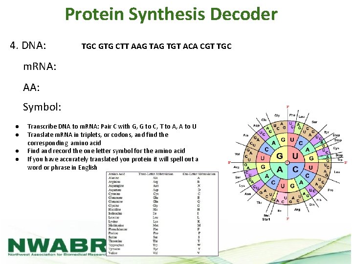 Protein Synthesis Decoder 4. DNA: TGC GTG CTT AAG TGT ACA CGT TGC m.