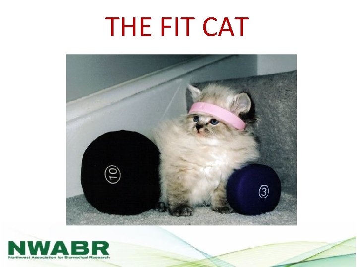 THE FIT CAT 