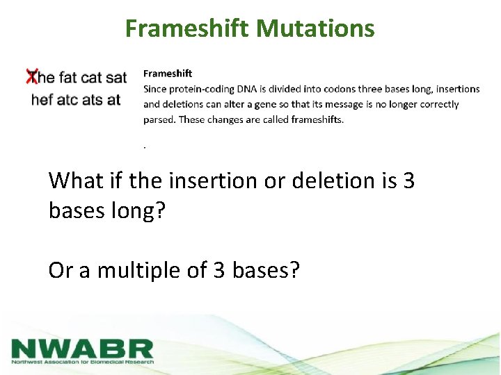 Frameshift Mutations What if the insertion or deletion is 3 bases long? Or a