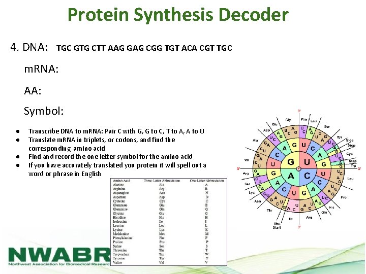 Protein Synthesis Decoder 4. DNA: TGC GTG CTT AAG GAG CGG TGT ACA CGT