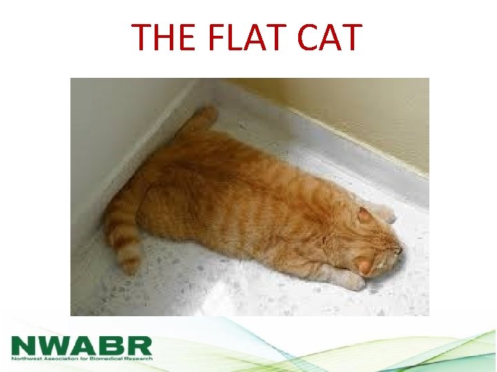 THE FLAT CAT 