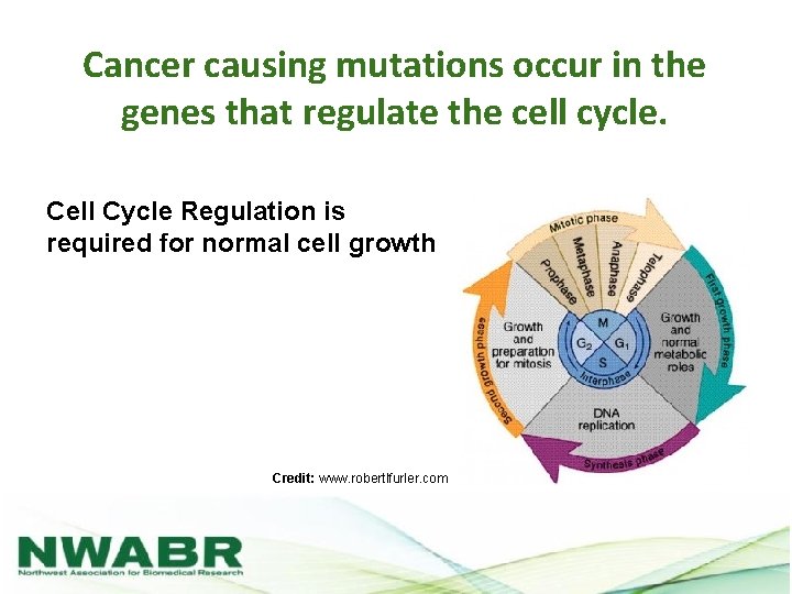 Cancer causing mutations occur in the genes that regulate the cell cycle. Cell Cycle