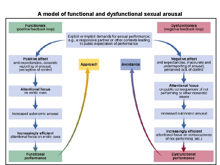 A model of functional and dysfunctional sexual arousal Figure 9. 5 