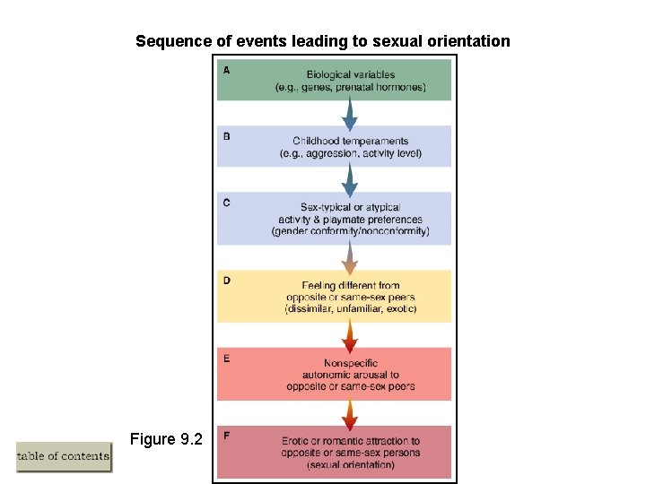 Sequence of events leading to sexual orientation Figure 9. 2 