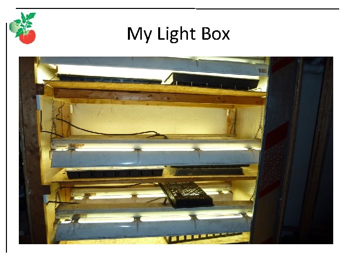 My Light Box 