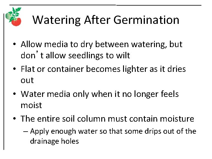 Watering After Germination • Allow media to dry between watering, but don’t allow seedlings