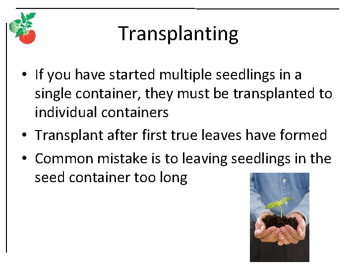 Transplanting • If you have started multiple seedlings in a single container, they must