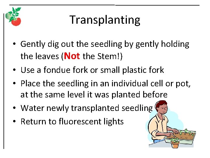 Transplanting • Gently dig out the seedling by gently holding the leaves (Not the