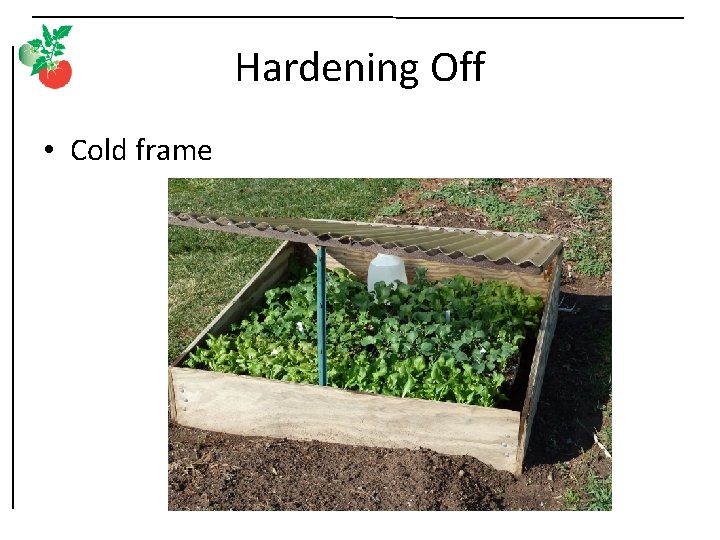 Hardening Off • Cold frame 