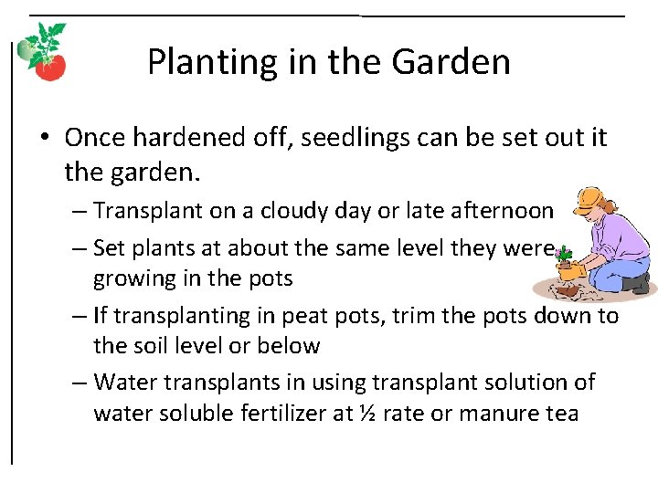 Planting in the Garden • Once hardened off, seedlings can be set out it