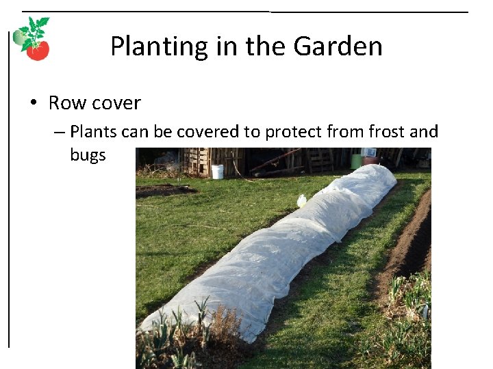 Planting in the Garden • Row cover – Plants can be covered to protect