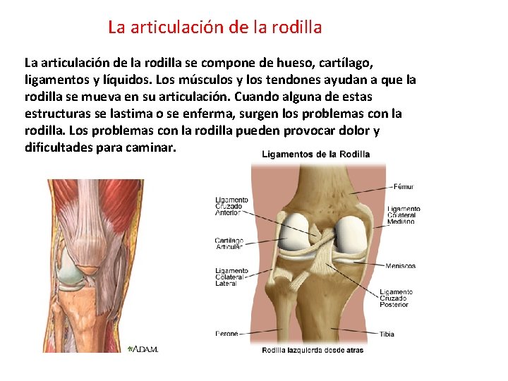 La articulación de la rodilla se compone de hueso, cartílago, ligamentos y líquidos. Los La articulación de la rodilla se compone de hueso, cartílago, ligamentos y líquidos. Los