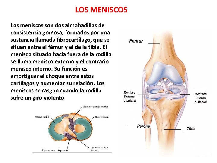 LOS MENISCOS Los meniscos son dos almohadillas de consistencia gomosa, formados por una sustancia