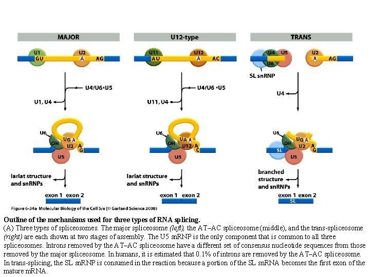 Outline of the mechanisms used for three types of RNA splicing. (A) Three types Outline of the mechanisms used for three types of RNA splicing. (A) Three types