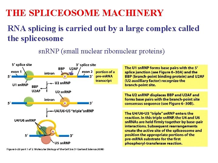THE SPLICEOSOME MACHINERY RNA splicing is carried out by a large complex called the THE SPLICEOSOME MACHINERY RNA splicing is carried out by a large complex called the