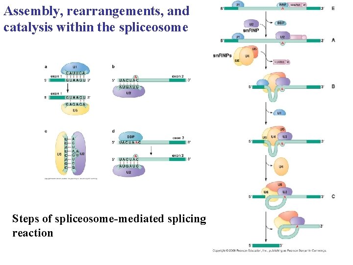 Assembly, rearrangements, and catalysis within the spliceosome Steps of spliceosome-mediated splicing reaction Assembly, rearrangements, and catalysis within the spliceosome Steps of spliceosome-mediated splicing reaction