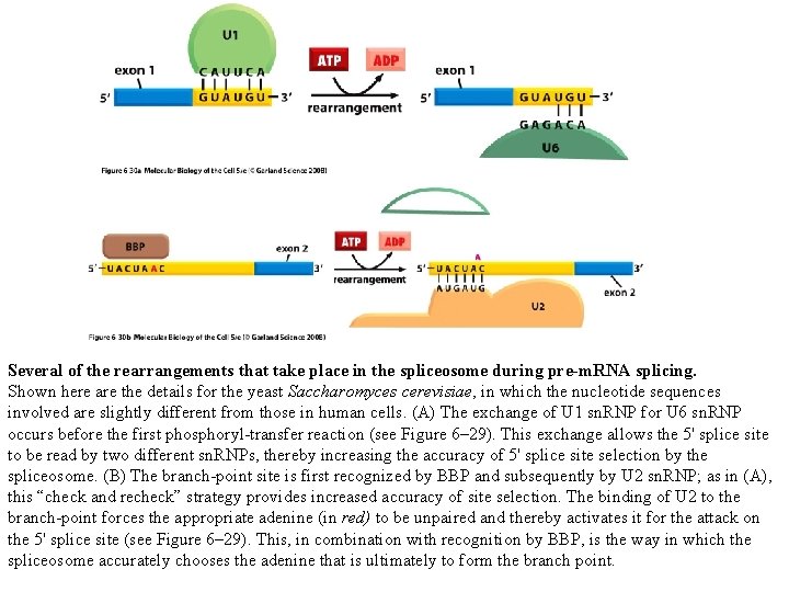 Several of the rearrangements that take place in the spliceosome during pre-m. RNA splicing. Several of the rearrangements that take place in the spliceosome during pre-m. RNA splicing.