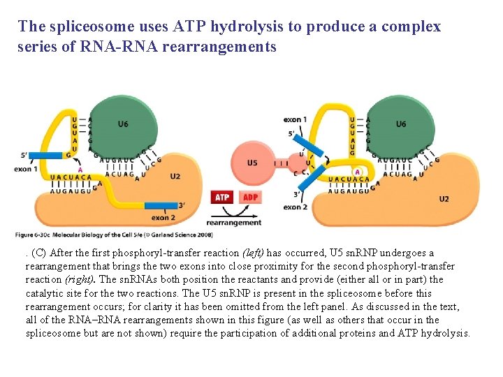 The spliceosome uses ATP hydrolysis to produce a complex series of RNA-RNA rearrangements . The spliceosome uses ATP hydrolysis to produce a complex series of RNA-RNA rearrangements .