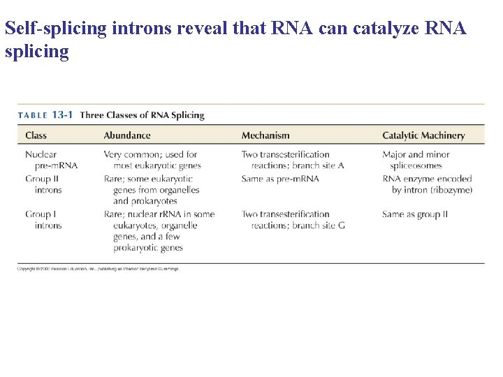 Self-splicing introns reveal that RNA can catalyze RNA splicing Self-splicing introns reveal that RNA can catalyze RNA splicing