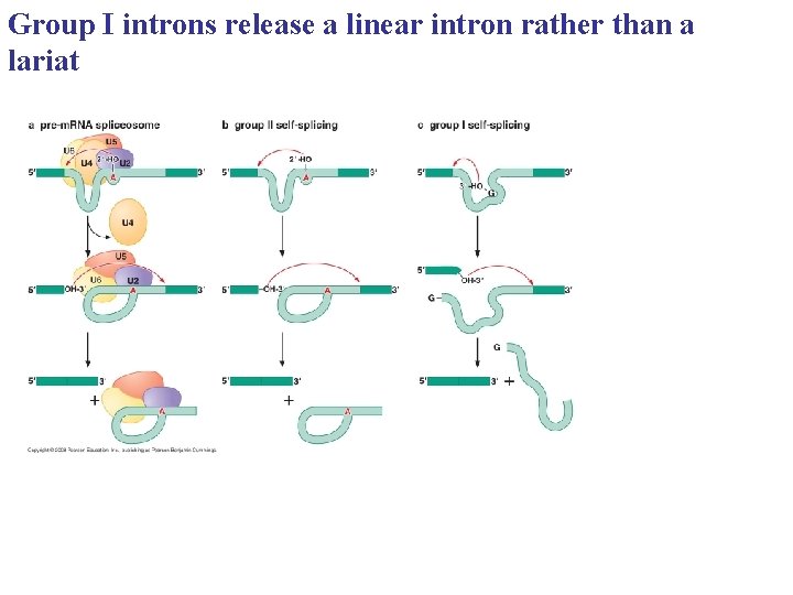 Group I introns release a linear intron rather than a lariat Group I introns release a linear intron rather than a lariat