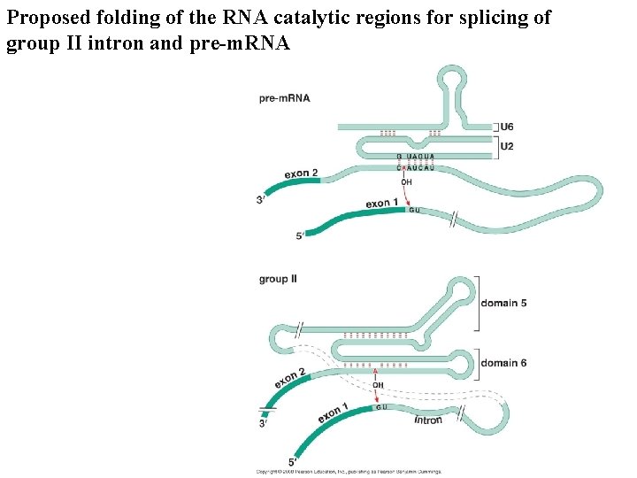 Proposed folding of the RNA catalytic regions for splicing of group II intron and Proposed folding of the RNA catalytic regions for splicing of group II intron and