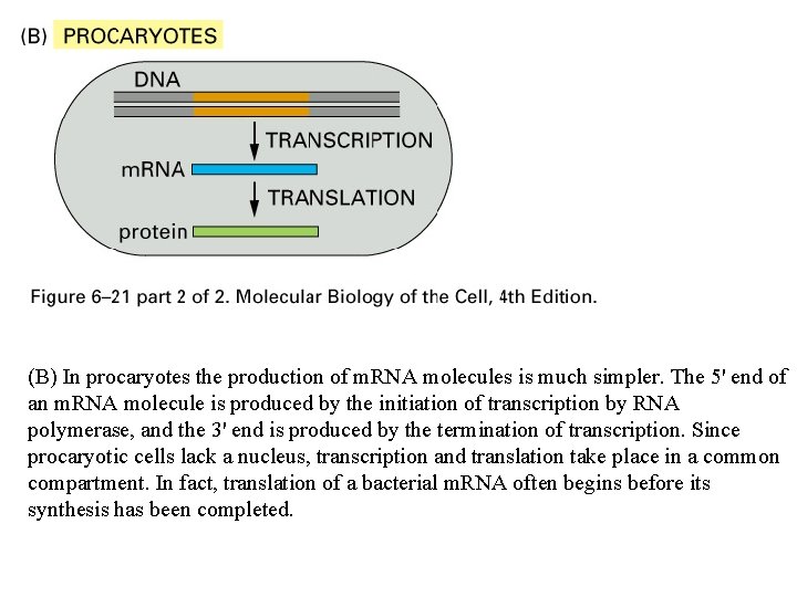 (B) In procaryotes the production of m. RNA molecules is much simpler. The 5' (B) In procaryotes the production of m. RNA molecules is much simpler. The 5'