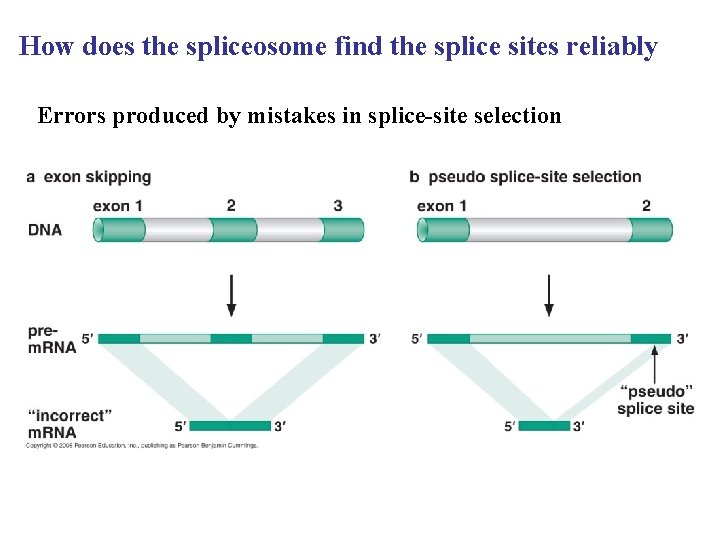 How does the spliceosome find the splice sites reliably Errors produced by mistakes in How does the spliceosome find the splice sites reliably Errors produced by mistakes in