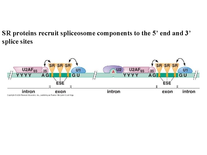 SR proteins recruit spliceosome components to the 5’ end and 3’ splice sites SR proteins recruit spliceosome components to the 5’ end and 3’ splice sites
