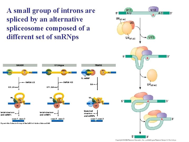 A small group of introns are spliced by an alternative spliceosome composed of a A small group of introns are spliced by an alternative spliceosome composed of a